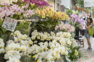 Orchids at Flower Market, Mong Kok, Kowloon, Hong Kong