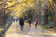 Autumnal ginkgo trees in Meiji Jingu Gaien, Tokyo, Japan