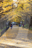 Autumnal ginkgo trees in Meiji Jingu Gaien, Tokyo, Japan