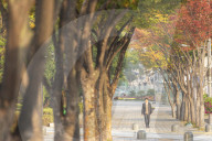 Man walking past autumnal trees, Gangnam-gu, Seoul, South Korea