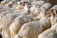 Angora goats at Sunday market at Kashgar, the main Silk Road trading centre, Xinjiang, China