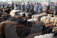 Uyghur men look over sheep lined up for sale in Kashgar Sunday market, Xinjiang, China
