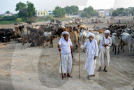 Three village cowherders with their herd of cattle in the desert village of Dasada, Gujarat, India