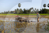 Asian farmer plowing rice field with a tractor. Kep. Cambodia.