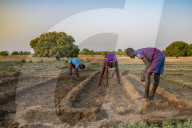 Market farming in Savanes province, Togo.
