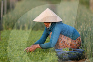 Organic vegetable gardens in Tra Que Village. Farmer at work. Hoi An. Vietnam.