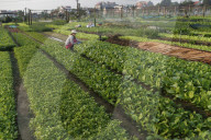 Organic vegetable gardens in Tra Que Village. Hoi An. Vietnam.