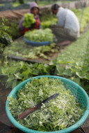 Organic vegetable gardens in Tra Que Village. Fresh green herbs in basket. Hoi An. Vietnam.