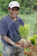 Farmer with rice seedling in hands. Madagascar.