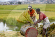 Rice paddy fields. Farmers harvest and thresh by hand. Antananarivo. Madagascar.