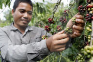 Man working in coffee plantation. Buon Me Thuot. Vietnam.