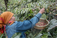 Coffee plantation. Woman working during the coffee harvest.