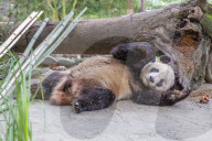 View of Giant Panda in the Dujiangyan Panda Base Chengdu, Sichuan Province, People's Republic of China, Asia