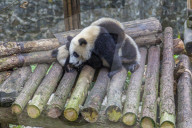 View of Giant Panda's in the Dujiangyan Panda Base Chengdu, Sichuan Province, People's Republic of China, Asia