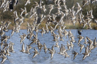 Black-tailed godwit (Limosa limosa) flock flying low over a shallow lake, Gloucestershire, UK, February.