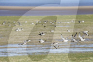 Curlew (Numenius arquata) group flying over salt marsh bordering the River Severn estuary, Gloucestershire, UK, February.