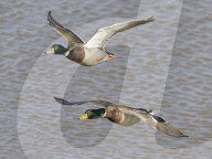 Two Mallard (Anas platyrhynchos) drakes flying over flooded pastureland, Gloucestershire, UK, February.