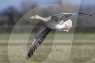 Greylag goose (Anser anser) flying over marshy pastureland, Gloucestershire, UK, February.