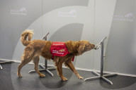 Faster than a PCR test: dogs detect Covid in under a second. Study in London used six enthusiastic dogs in a double-blind trial