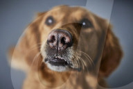 Faster than a PCR test: dogs detect Covid in under a second. Study in London used six enthusiastic dogs in a double-blind trial