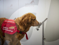 Faster than a PCR test: dogs detect Covid in under a second. Study in London used six enthusiastic dogs in a double-blind trial