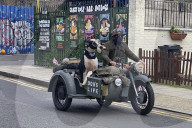 Great Dane dog enjoys a ride around Hackney
