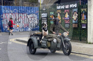 Great Dane dog enjoys a ride around Hackney