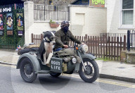 Great Dane dog enjoys a ride around Hackney