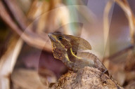  Common Basilisk, Basilicus basiliscus, Cortytophanidae, reptile, animal, Tortuguero, Costa Rica