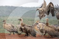 FEATURE -  Schakale versuchen Geier vom Himmel zu holen