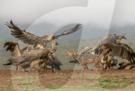 FEATURE -  Schakale versuchen Geier vom Himmel zu holen
