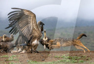 FEATURE -  Schakale versuchen Geier vom Himmel zu holen