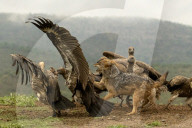 FEATURE -  Schakale versuchen Geier vom Himmel zu holen
