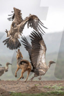 FEATURE -  Schakale versuchen Geier vom Himmel zu holen