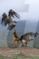 FEATURE -  Schakale versuchen Geier vom Himmel zu holen