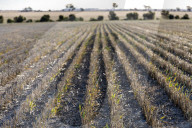 ‘Living climate change now’: how Australian farmers are trying to turn the tide. Agriculture is seen as a key culprit in rising emissions. Some on the land are aiming to lead by example, making their properties carbon neutral