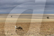 ‘Living climate change now’: how Australian farmers are trying to turn the tide. Agriculture is seen as a key culprit in rising emissions. Some on the land are aiming to lead by example, making their properties carbon neutral