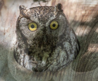 FEATURE -  Kreisch-Eule guckt aus ihrem Nistkasten