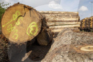 NEWS - Gerodetes Holz: Die globale Nachfrage nach Holz steigt enorm an