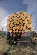 NEWS - Gerodetes Holz: Die globale Nachfrage nach Holz steigt enorm an
