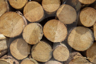 NEWS - Gerodetes Holz: Die globale Nachfrage nach Holz steigt enorm an