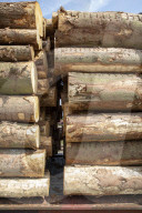 NEWS - Gerodetes Holz: Die globale Nachfrage nach Holz steigt enorm an