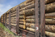 NEWS - Gerodetes Holz: Die globale Nachfrage nach Holz steigt enorm an
