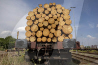 NEWS - Gerodetes Holz: Die globale Nachfrage nach Holz steigt enorm an