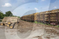 NEWS - Gerodetes Holz: Die globale Nachfrage nach Holz steigt enorm an