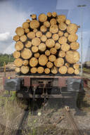 NEWS - Gerodetes Holz: Die globale Nachfrage nach Holz steigt enorm an