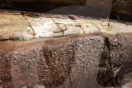 NEWS - Gerodetes Holz: Die globale Nachfrage nach Holz steigt enorm an