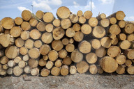 NEWS - Gerodetes Holz: Die globale Nachfrage nach Holz steigt enorm an