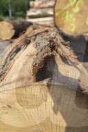 NEWS - Gerodetes Holz: Die globale Nachfrage nach Holz steigt enorm an