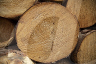 NEWS - Gerodetes Holz: Die globale Nachfrage nach Holz steigt enorm an